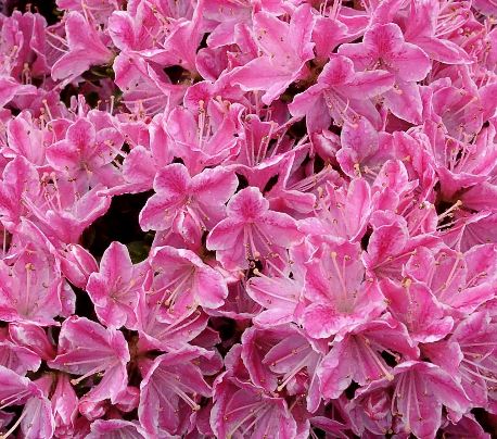 Kwekerij "De Beek"  Rhododendron Kermesina Rose