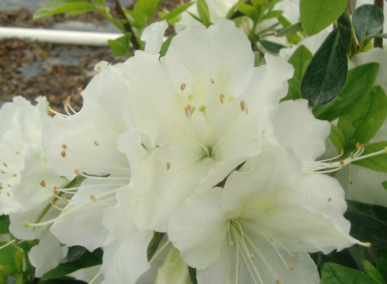 Kwekerij "De Beek"  Azalea Pleasant White