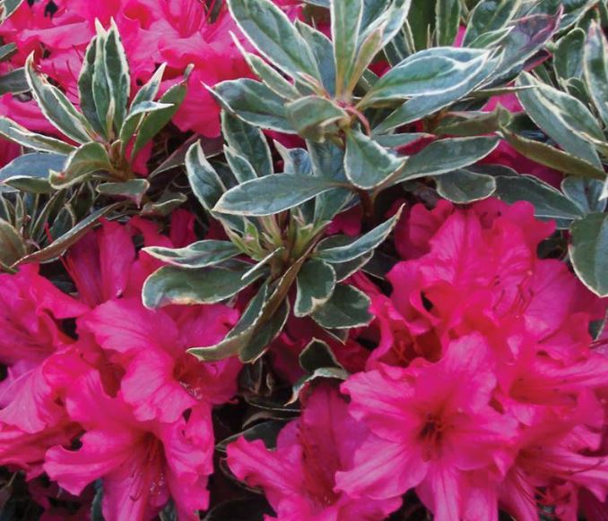 Kwekerij "De Beek"  Azalea Silver Sword