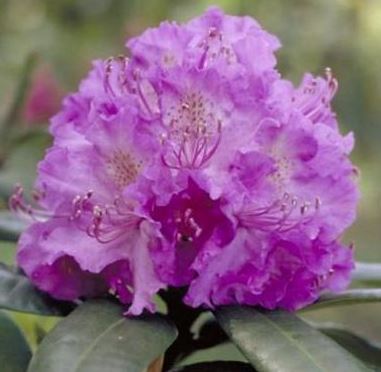 Kwekerij "De Beek"  Rhododendron Alfred
