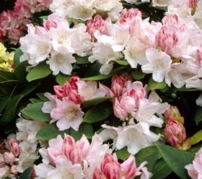 Kwekerij "De Beek"  Rhododendron Dreamland