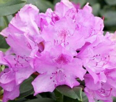 Kwekerij "De Beek"  Rhododendron Grandiflorum