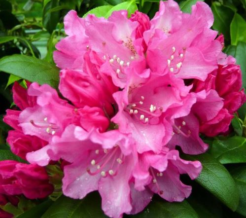 Kwekerij "De Beek"  Rhododendron Kalinka