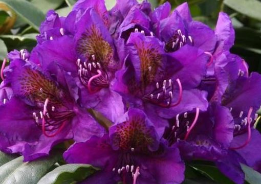 Kwekerij "De Beek"  Rhododendron Marcel Menard