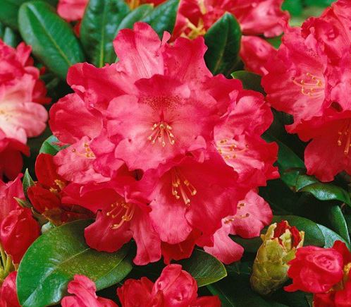 Kwekerij "De Beek"  Rhododendron Morgenrot
