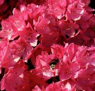 Kwekerij "De Beek"  Rhododendron Nova Zembla
