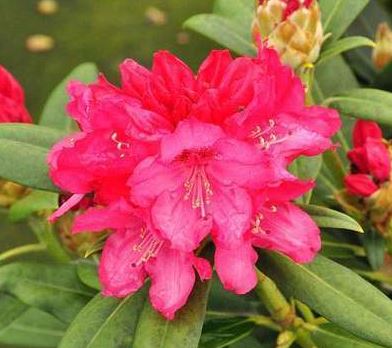 Kwekerij "De Beek"  Rhododendron Sneezy