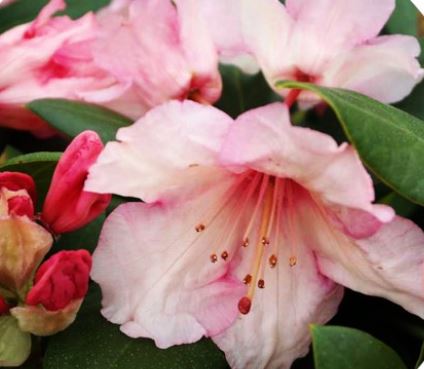 Kwekerij "De Beek"  Rhododendron Virginia Richard