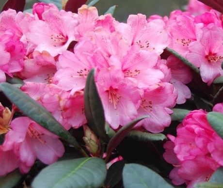 Kwekerij "De Beek"  Rhododendron Wine and Roses